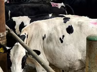 母牛, Swiss cattle — 照片 5