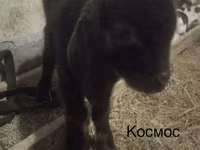Ziegenbock, Kamori goats — Foto 6
