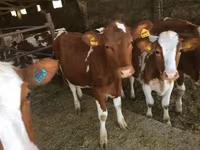 母牛, Swiss cattle — 照片 2