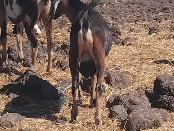 Bode, Cabras