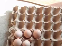 Chickens — फ़ोटो 3