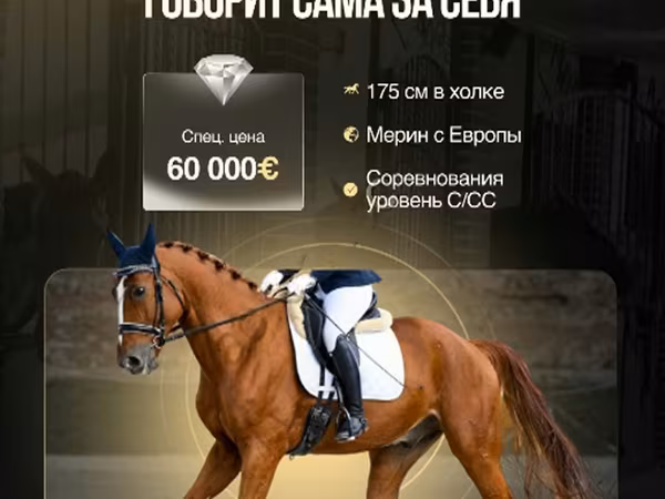 Horse (M), Friesian sport horse