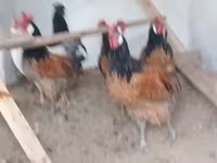 Chickens — फ़ोटो 1