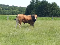 Bull, Partenaise cattle — photo 5