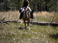 Horse (M), Gypsy horse — photo 7
