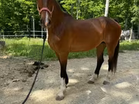 Mare, Dutch warmblood horse — photo 5