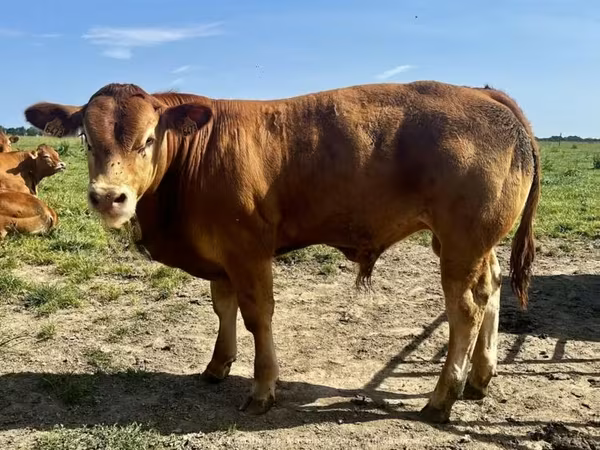 Bulle, Limousin-Kuh