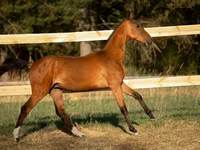 Cheval, Akhal-Teke — photo 5