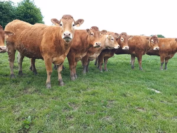 Cow, Limousin cow