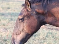 Cheval, Vladimir heavy draft — photo 2