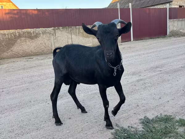 تيس, Murcia-Granada goats