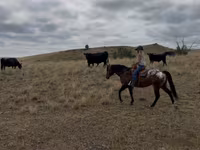 雄馬, Horses of Sable Island — 写真 6