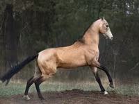 Horse (M), Akhal-Teke — photo 2