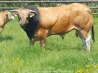 Bull, Partenaise cattle — photo 4