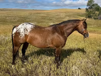 雄馬, Horses of Sable Island — 写真 1