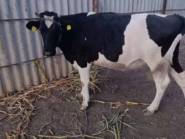 Vaca, Raça Holstein