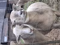 Carneiro, Katum sheep — foto 5
