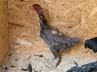 Chickens — 照片 8
