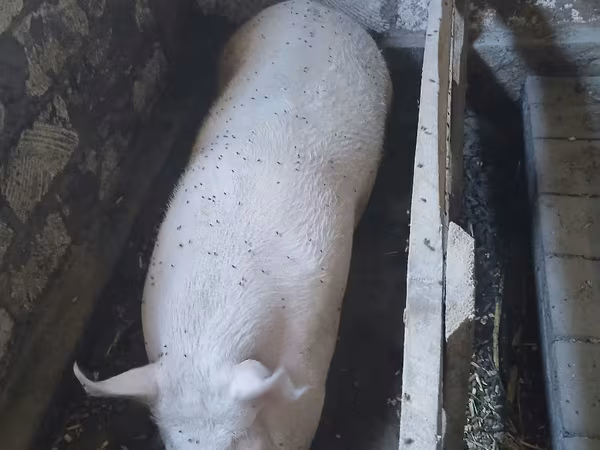 خنزير ذكر, الخنازير