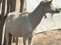 عنزة, LaMancha goats — الصورة 1