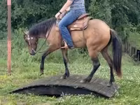 Kısrak, Quarter Horse — foto 8