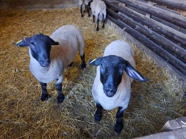 Sheep, White Suffolk sheep