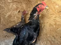 Chickens — 照片 1