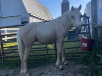Horse (M), Palomino — photo 3