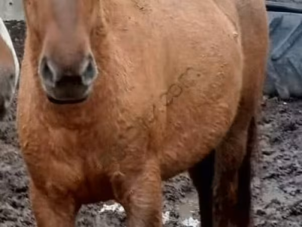 Mare, Horses