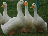 American Pekin — Foto 1