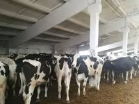 Kuh, Holstein-Rasse — Foto 5