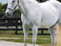 Horse (M), National Show Horse — photo 3