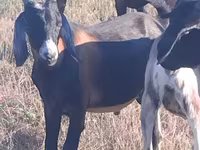 Bode, Nubian Goat — foto 2