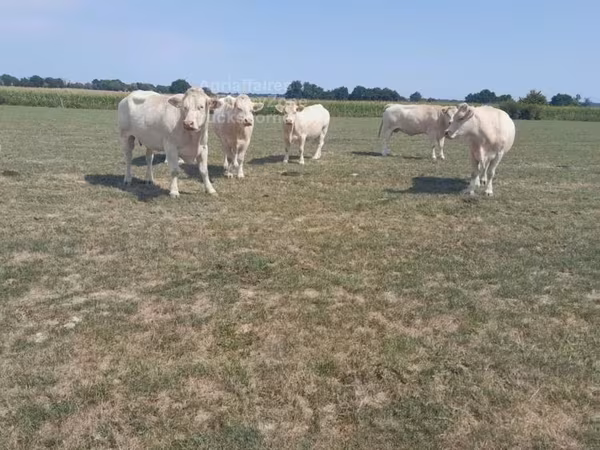 Cow, Charolais cattle