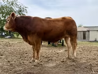 Byk, Krowa limuzyńska — zdjęcie 2