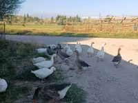 Geese — zdjęcie 3