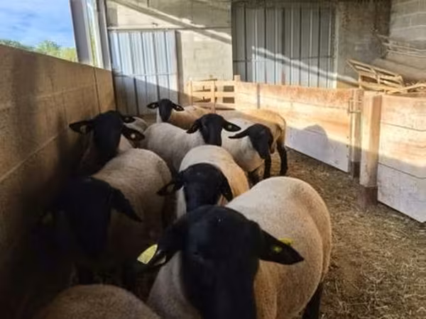 Ram, White Suffolk sheep