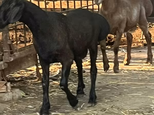 Rhon sheep