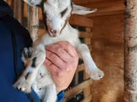 عنزة, Australian Miniature goats — الصورة 1