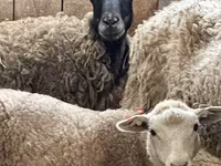 Carnero, Katum sheep — foto 8