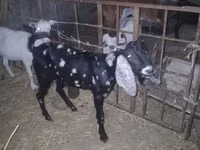 Oğlak, Beetal goats — foto 7
