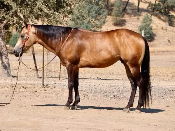 Koń, Quarter Horse
