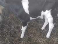 Touro, Raça Holstein — foto 3