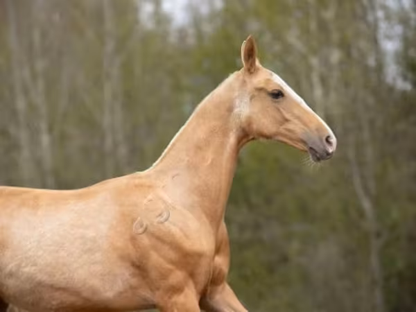 Horse (M), Akhal-Teke