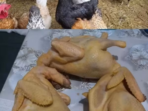 Brahma