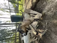 Kozioł, LaMancha goats — zdjęcie 1