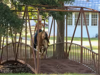 Cavalo, Gypsy horse — foto 7