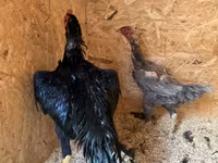 Chickens — 照片 4