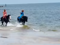 Mare, Quarter Horse — photo 4