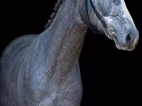 Cheval, Chevaux — photo 3